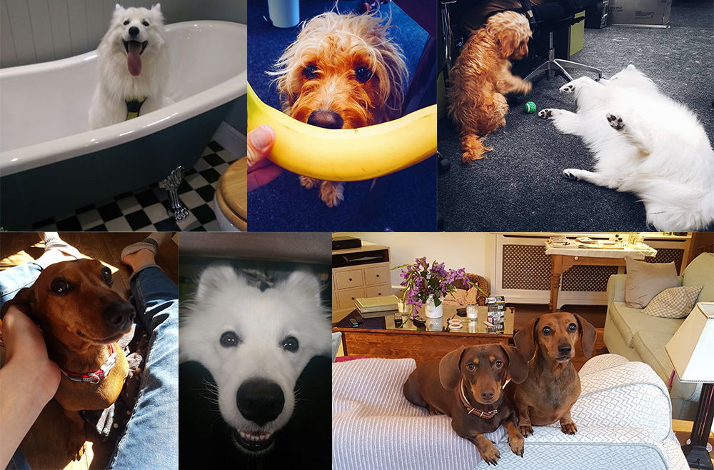 The Tap Warehouse office dogs 2017